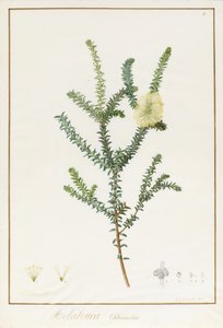 Melaleuca Chlorantha, 1812 - Pierre Joseph Redouté